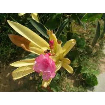 Traditional Arali Flowers 1a-arali flower-219098-81668.webp